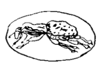 Curculionidae (french: charançon) test mark for 750/1000 gold (18 ct) - used between 1919 and 1993. Curculionidae (french: charançon) test mark for 750/1000 gold (18 ct) - used between 1919 and 1993.