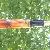 Pelikan M200 Water Soil / Bayou
