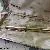 Pelikan M100 14 ct Gold Guilloche
